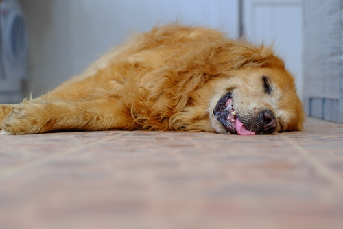 perro-ronca-2
