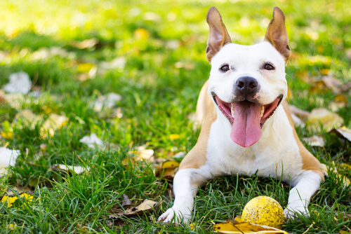 5 consejos para tener a tu perro sano y feliz