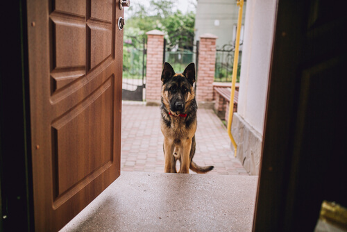 7 consejos para aquellos dueños cuyas mascotas se comportan mal con las visitas