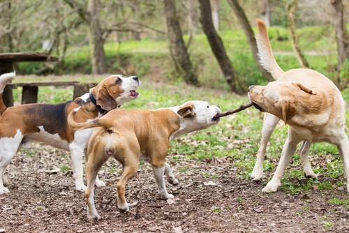 Veterinarios británicos advierten del uso de palos para jugar con perros