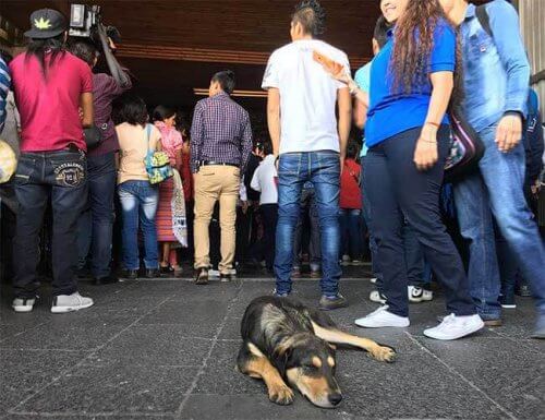 Cientos de perros son abandonados por feligreses en basílica Cientos de perros son abandonados por feligreses en basílica