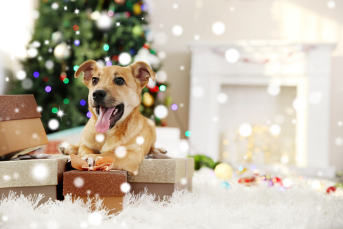 regalar-una-mascota