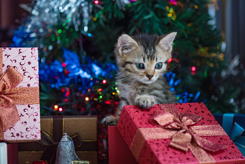 A kitten playing in a pile of Christmas presents.