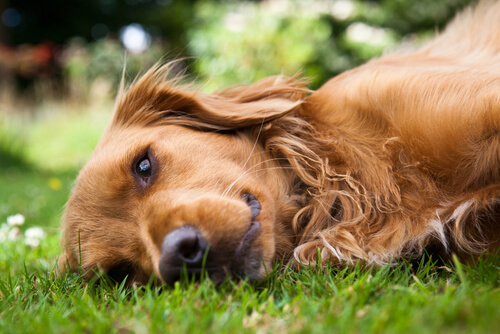 Conoce el síndrome de la piel sin elasticidad en los perros