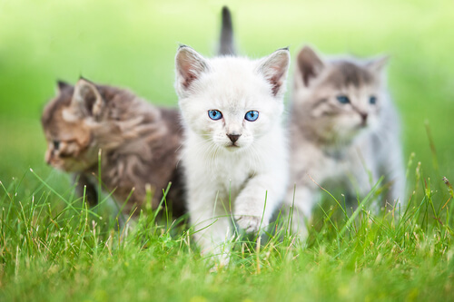 Kittens walking in the grass