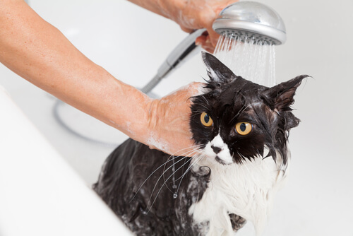 ¿Cómo darle un baño seguro al gato?