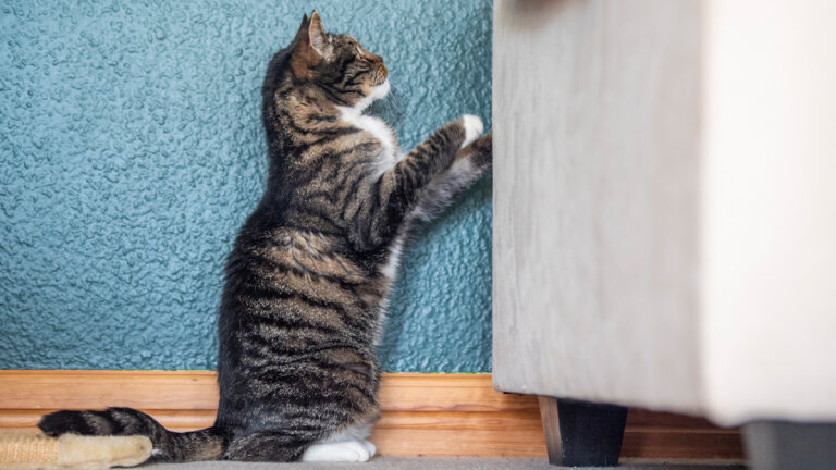 Cómo hacer que tu gato no arañe tus muebles