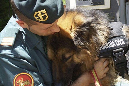 México ofrece adoptar perros policías tras su jubilación