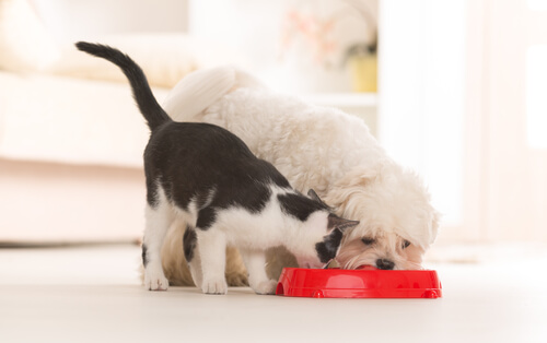 Descubre cómo alimentar de forma adecuada a tus mascotas
