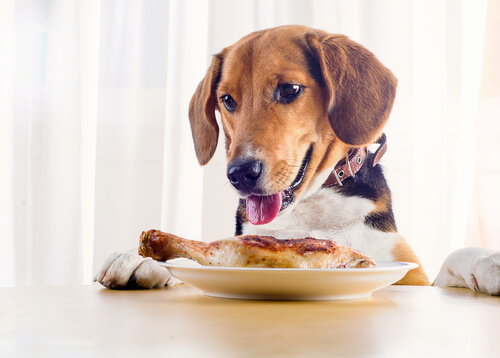 8 alimentos peligrosos para perros en cenas navideñas