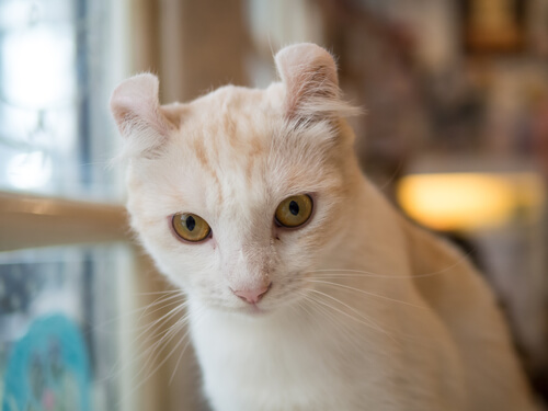 Gato american curl