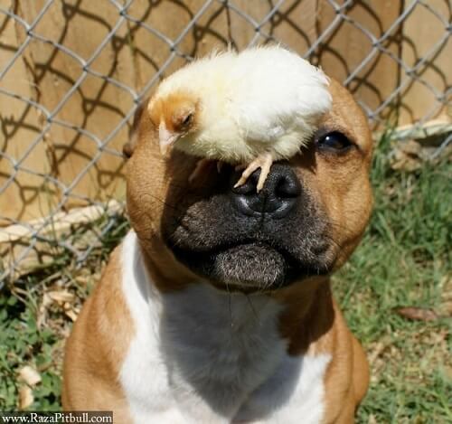 A pit bull and a chick.
