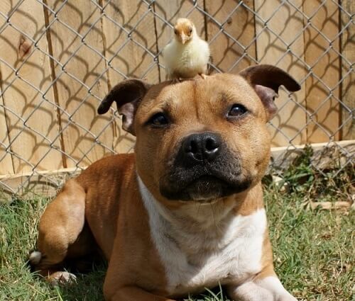 A pit bull with a chick on its head.