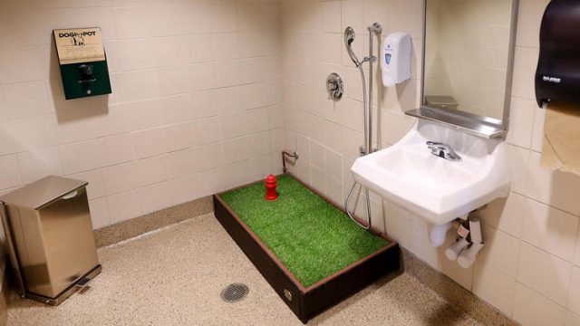 banos-para-mascotas-en-los-aeropuertos-2