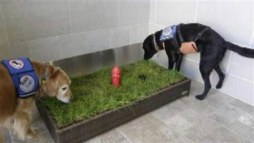 ¿Sabías que existen baños para mascotas en los aeropuertos?