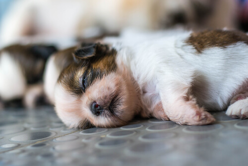 ¿Cuántos cachorros puede dar a luz un perro?