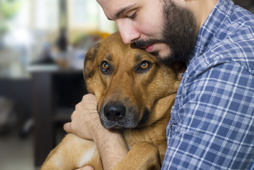 ¿Se puede prevenir el cáncer en perros?