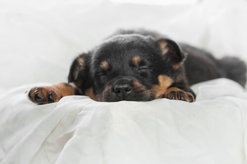 ¿Por qué el descanso y dormir bien es importante para mascotas?