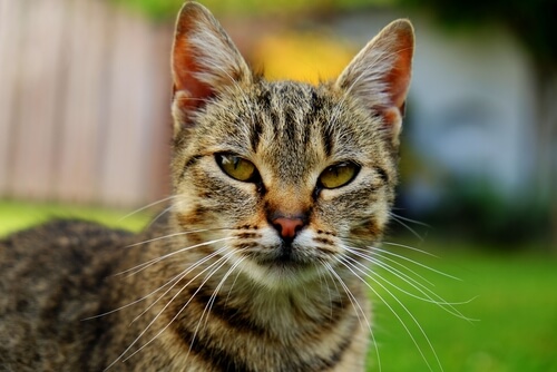 Edad humano de tu gato