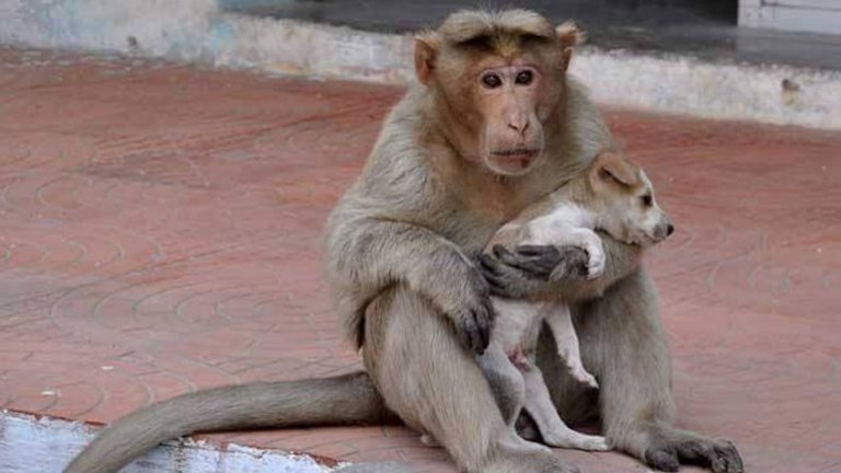 El mono que cuida de perros