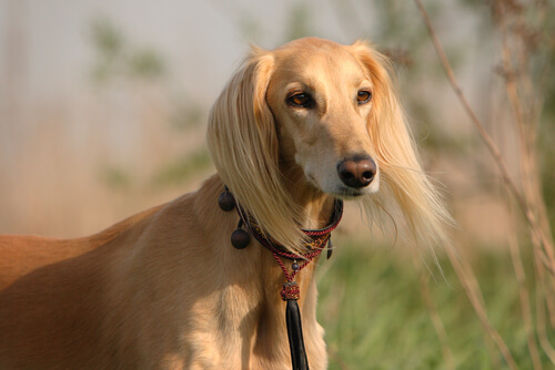 Cara de un perro galgo saluki