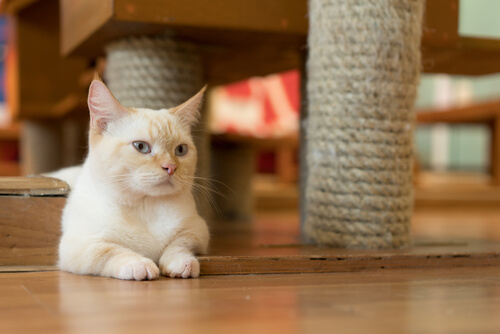 A munchkin cat.