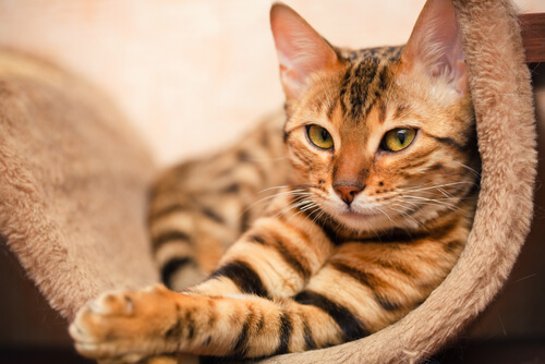 El gato Bengala es de origen estadounidense.