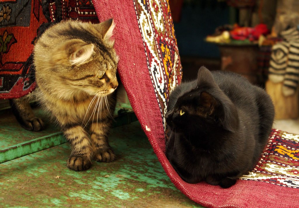 gatos-abandonados-que-viven-en-una-mezquita