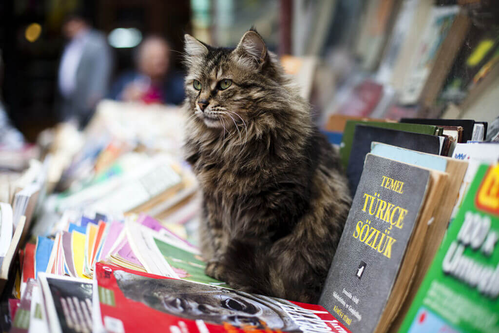gatos-abandonados-que-viven-en-una-mezquita-2