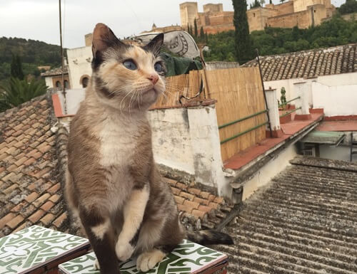 Los gatos de La Alhambra