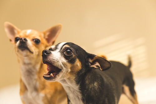 Perros ladrando