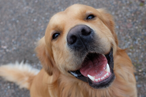 La importancia de los dientes en perros