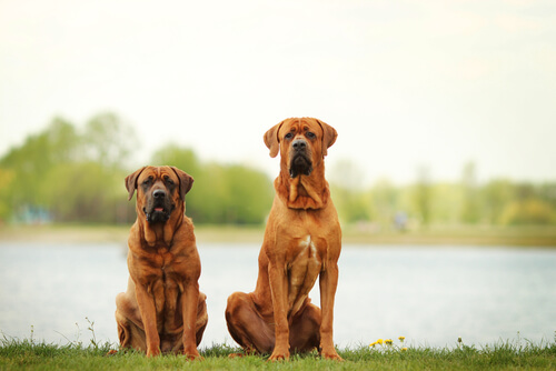Los 8 perros más grandes del mundo