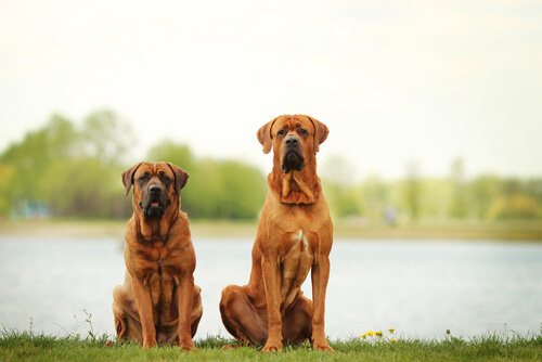 los-perros-mas-grandes-del-mundo