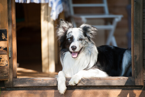 Por qué los perros ven puertas invisibles