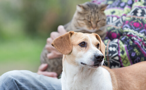 Woman sitting with a cat and a dog: talk to your pet.