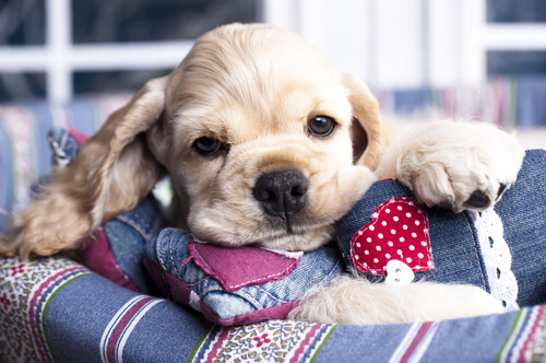 Beneficios de la miel para tu perro