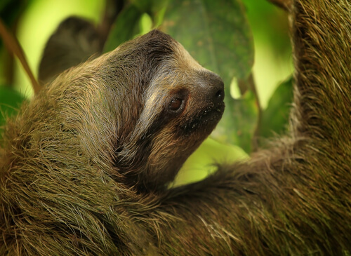 Conoce al perezoso, un animal muy trabajador e inteligente