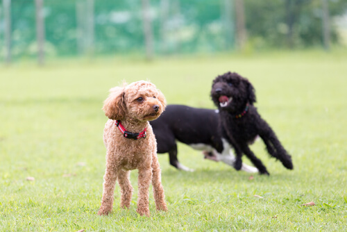 ¿Pueden los perros tener diabetes? ¿Pueden los perros tener diabetes?