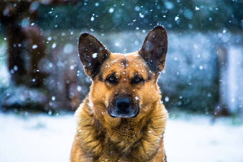 perro-en-invierno