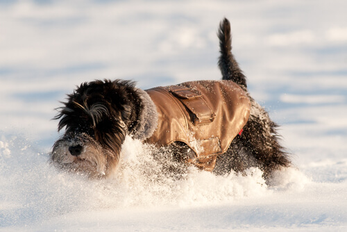 A schnauzer in the snow.