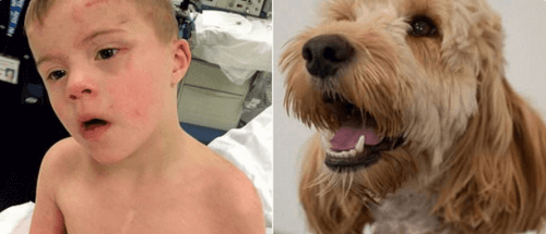 Un perro salva a un niño con un síndrome de Down Un perro salva a un niño con un síndrome de Down