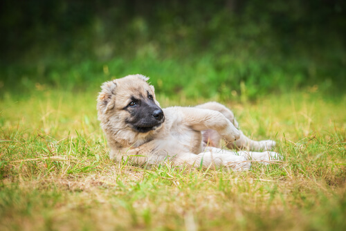 perros-les-encanta-revolcarse