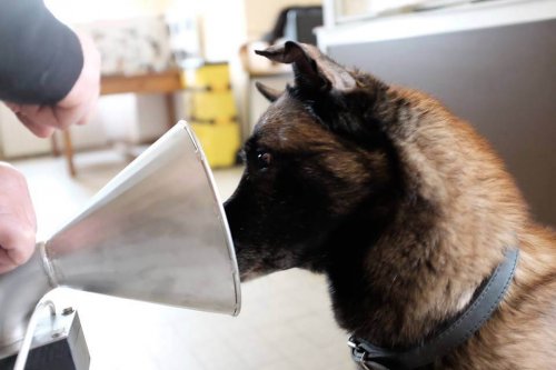 Hay perros que saben detectar cáncer de seno Hay perros que saben detectar cáncer de seno
