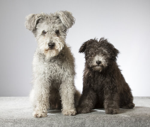 Pumi, una nueva raza de perros