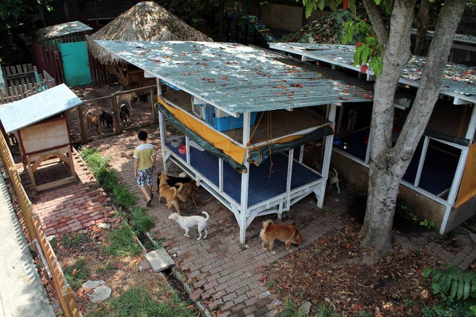 refugio-de-animales-2