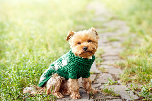 Perro con ropa para mascotas