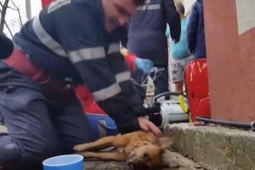 Un bombero consigue salvar la vida a un perro con respiración boca a boca