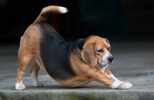 5 señales de auxilio que debes reconocer en tu perro
