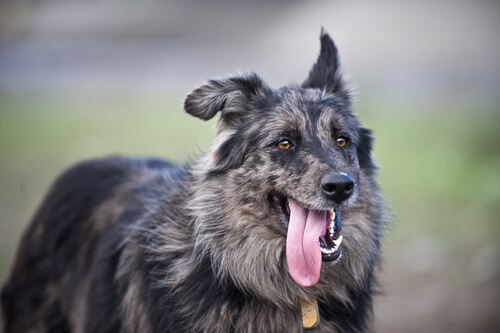 Les chiens transpirent.